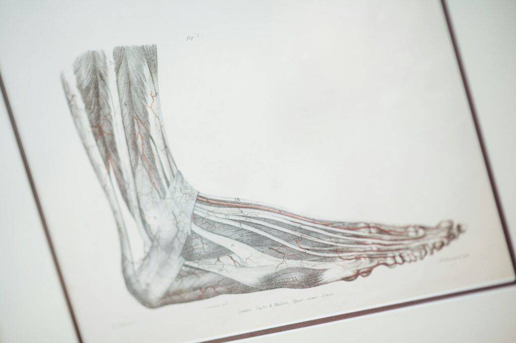 Voet & enkel herbekeken: van biomechanica tot beeldvorming